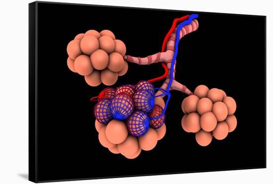 Conceptual Image of Alveoli-null-Framed Stretched Canvas