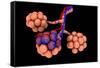 Conceptual Image of Alveoli-null-Framed Stretched Canvas