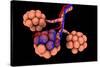 Conceptual Image of Alveoli-null-Stretched Canvas