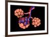 Conceptual Image of Alveoli-null-Framed Art Print