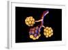 Conceptual Image of Alveoli-null-Framed Art Print