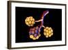 Conceptual Image of Alveoli-null-Framed Art Print