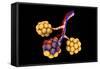 Conceptual Image of Alveoli-null-Framed Stretched Canvas