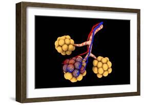 Conceptual Image of Alveoli-null-Framed Art Print