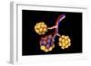 Conceptual Image of Alveoli-null-Framed Art Print