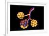 Conceptual Image of Alveoli-null-Framed Art Print