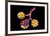 Conceptual Image of Alveoli-null-Framed Art Print