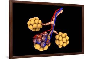 Conceptual Image of Alveoli-null-Framed Art Print