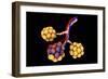 Conceptual Image of Alveoli-null-Framed Premium Giclee Print