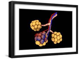 Conceptual Image of Alveoli-null-Framed Premium Giclee Print