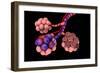 Conceptual Image of Alveoli-null-Framed Premium Giclee Print