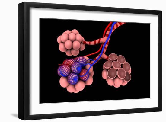 Conceptual Image of Alveoli-null-Framed Premium Giclee Print