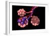 Conceptual Image of Alveoli-null-Framed Premium Giclee Print