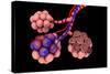 Conceptual Image of Alveoli-null-Stretched Canvas