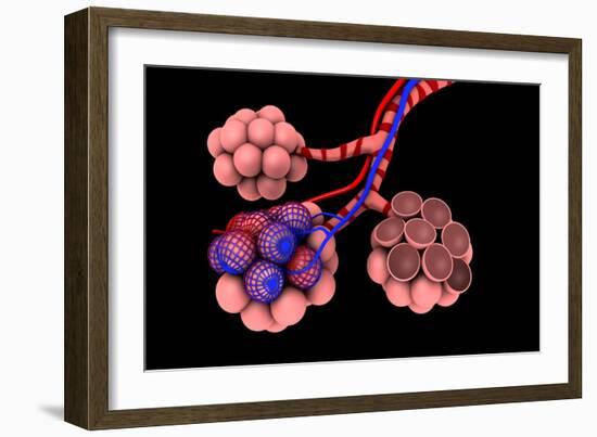 Conceptual Image of Alveoli-null-Framed Art Print