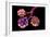 Conceptual Image of Alveoli-null-Framed Art Print