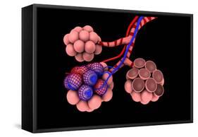 Conceptual Image of Alveoli-null-Framed Stretched Canvas