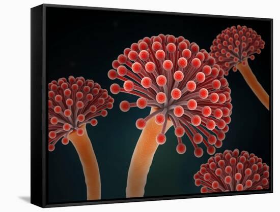 Conceptual image of Aspergillosis disease.-Stocktrek Images-Framed Stretched Canvas