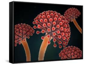 Conceptual image of Aspergillosis disease.-Stocktrek Images-Framed Stretched Canvas