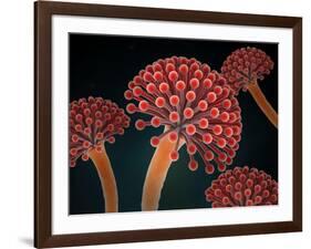 Conceptual image of Aspergillosis disease.-Stocktrek Images-Framed Art Print