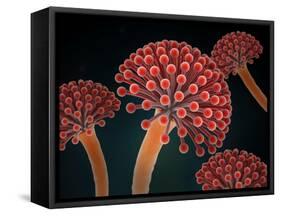 Conceptual image of Aspergillosis disease.-Stocktrek Images-Framed Stretched Canvas
