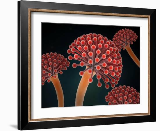 Conceptual image of Aspergillosis disease.-Stocktrek Images-Framed Art Print