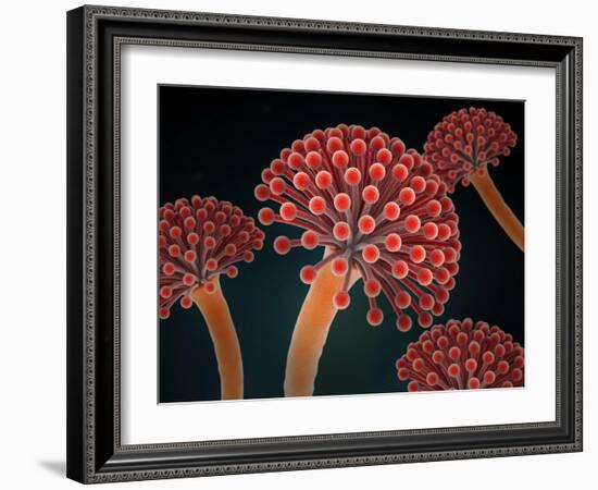 Conceptual image of Aspergillosis disease.-Stocktrek Images-Framed Art Print