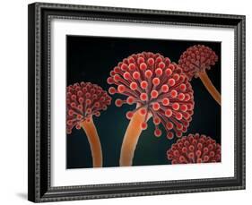 Conceptual image of Aspergillosis disease.-Stocktrek Images-Framed Art Print