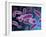 Conceptual Image of Bacteria-Stocktrek Images-Framed Premium Photographic Print