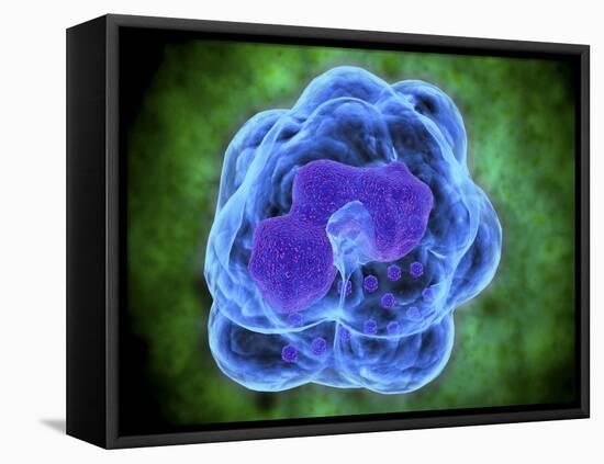 Conceptual Image of Basophils-null-Framed Stretched Canvas