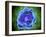 Conceptual Image of Basophils-null-Framed Art Print