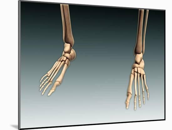 Conceptual Image of Bones in Human Legs and Feet-null-Mounted Art Print