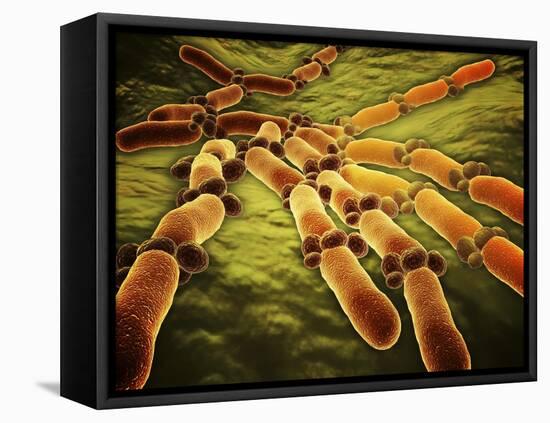 Conceptual Image of Candida Albicans-null-Framed Stretched Canvas