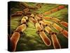 Conceptual Image of Candida Albicans-null-Stretched Canvas