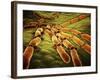 Conceptual Image of Candida Albicans-null-Framed Art Print