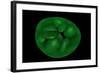 Conceptual Image of Chloroplast-null-Framed Art Print