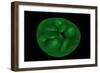 Conceptual Image of Chloroplast-null-Framed Art Print