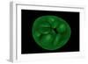 Conceptual Image of Chloroplast-null-Framed Art Print