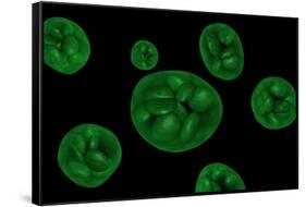 Conceptual Image of Chloroplast-null-Framed Stretched Canvas