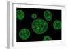 Conceptual Image of Chloroplast-null-Framed Premium Giclee Print