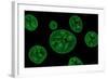 Conceptual Image of Chloroplast-null-Framed Art Print