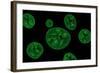 Conceptual Image of Chloroplast-null-Framed Art Print