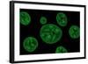 Conceptual Image of Chloroplast-null-Framed Art Print