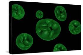 Conceptual Image of Chloroplast-null-Stretched Canvas