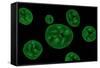 Conceptual Image of Chloroplast-null-Framed Stretched Canvas