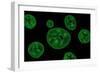 Conceptual Image of Chloroplast-null-Framed Art Print