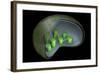 Conceptual Image of Chloroplast-null-Framed Art Print