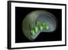 Conceptual Image of Chloroplast-null-Framed Art Print