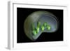 Conceptual Image of Chloroplast-null-Framed Premium Giclee Print