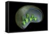 Conceptual Image of Chloroplast-null-Framed Stretched Canvas